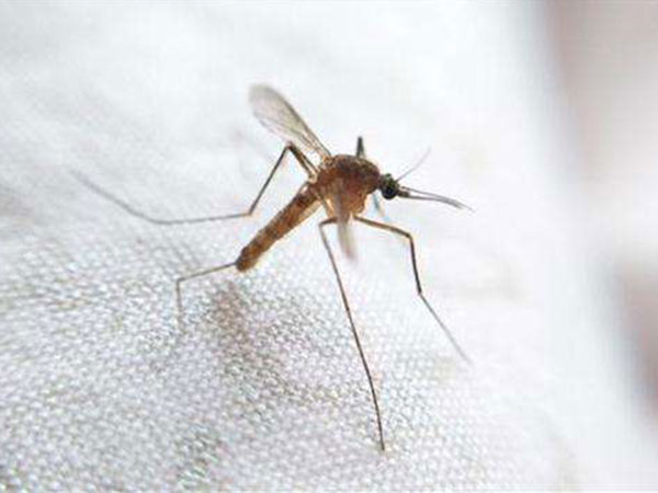 滅蚊子防治