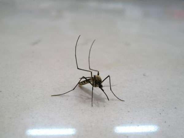 郫都區滅蚊子防治公司
