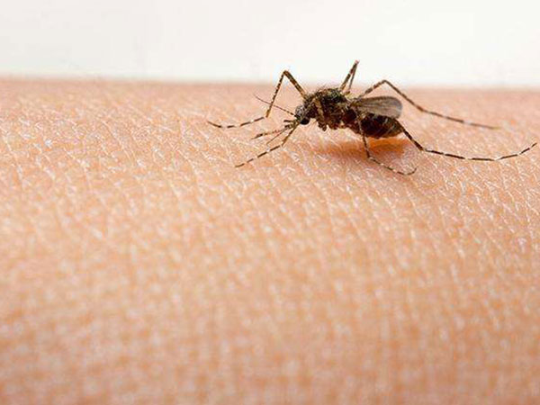 新都區滅蚊子防治公司