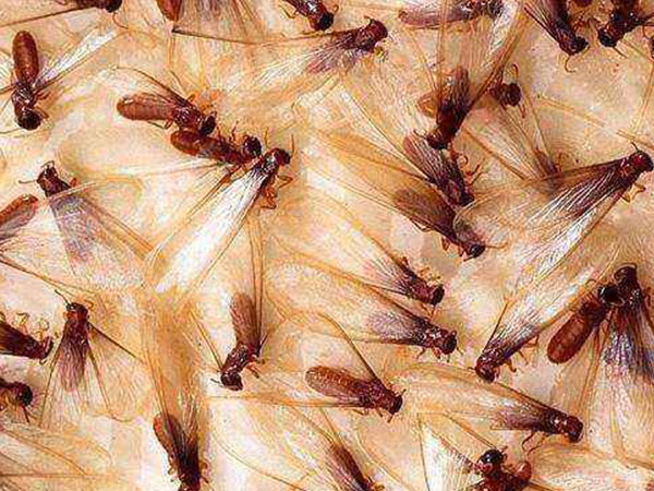 新都區滅螞蟻防治公司